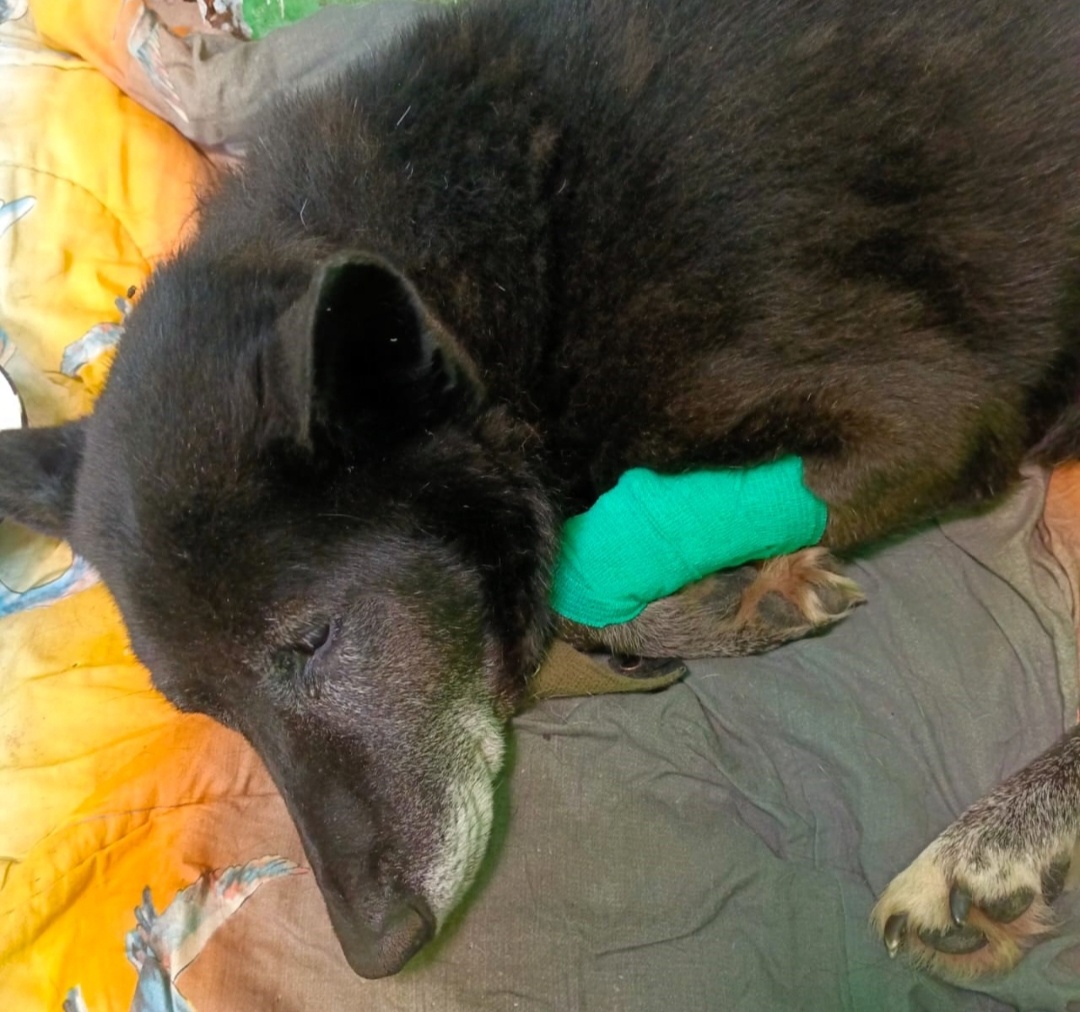 Возрастной пёс с почечной недостаточностью 