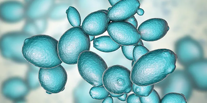 Молекулы дрожжей