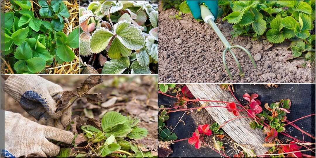 Уход за летней клубникой в сентябре: как правильно ухаживать за клубникой и чем ее подкормить для богатого урожая в следующем сезоне