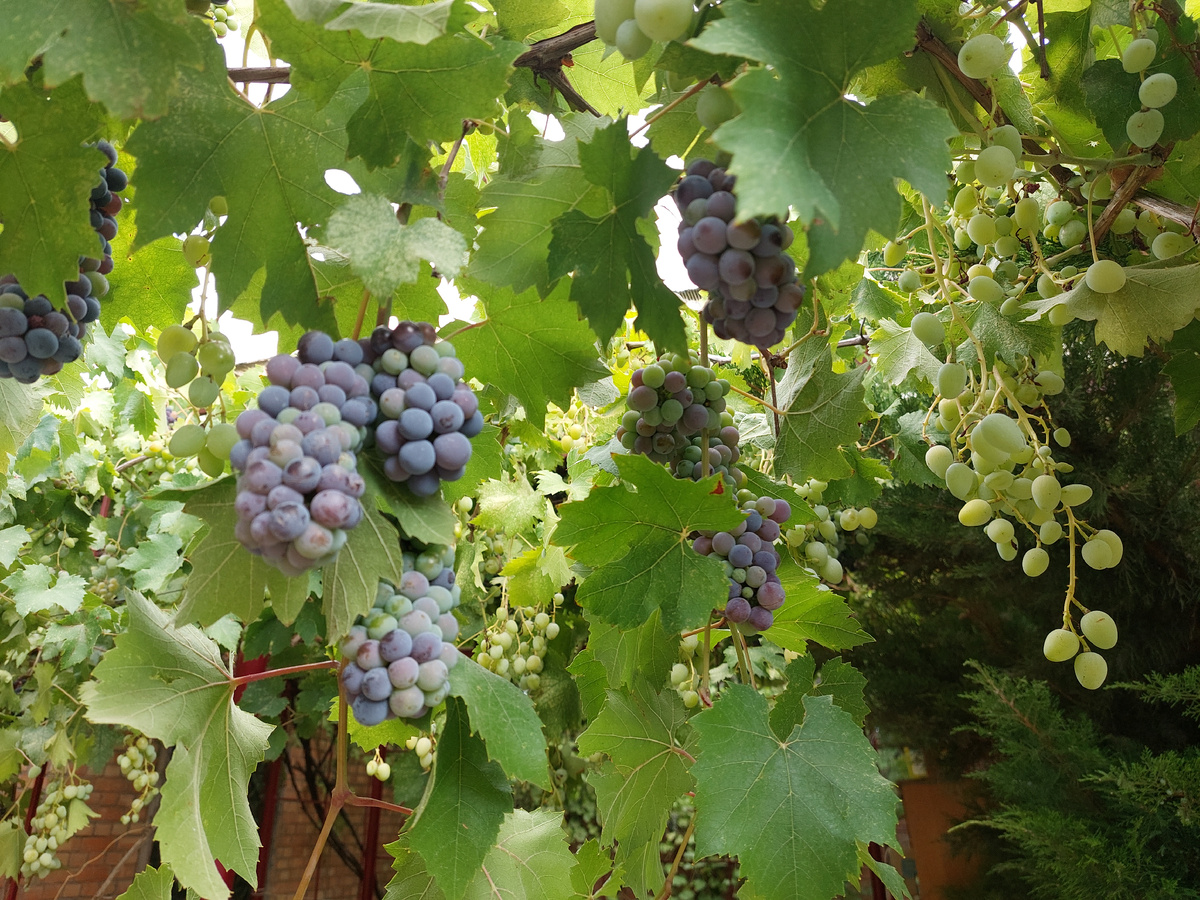 Виноград наш