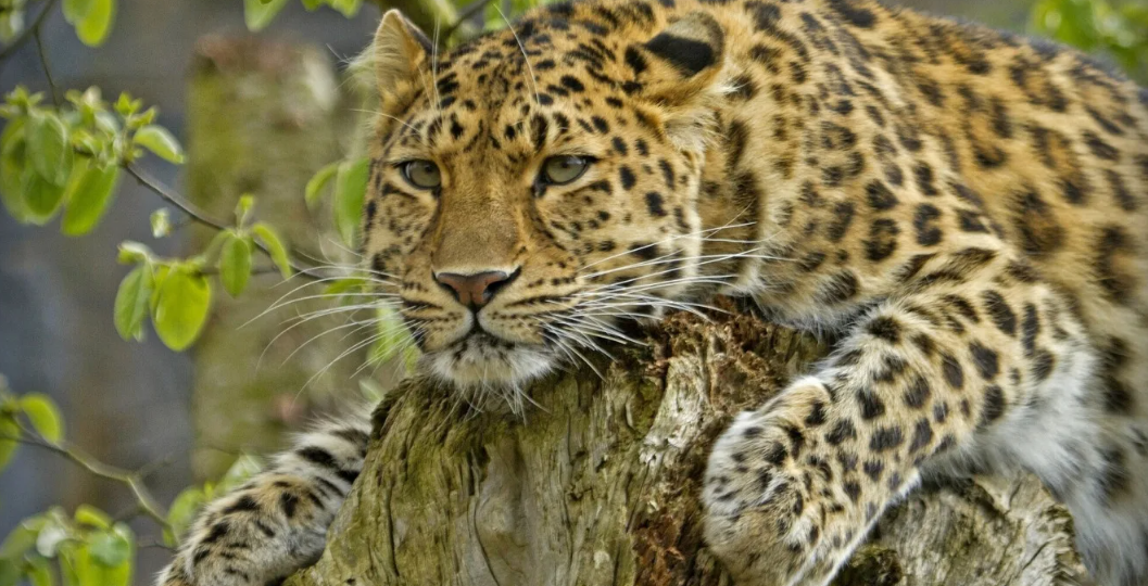 Правда о леопардовых трусах