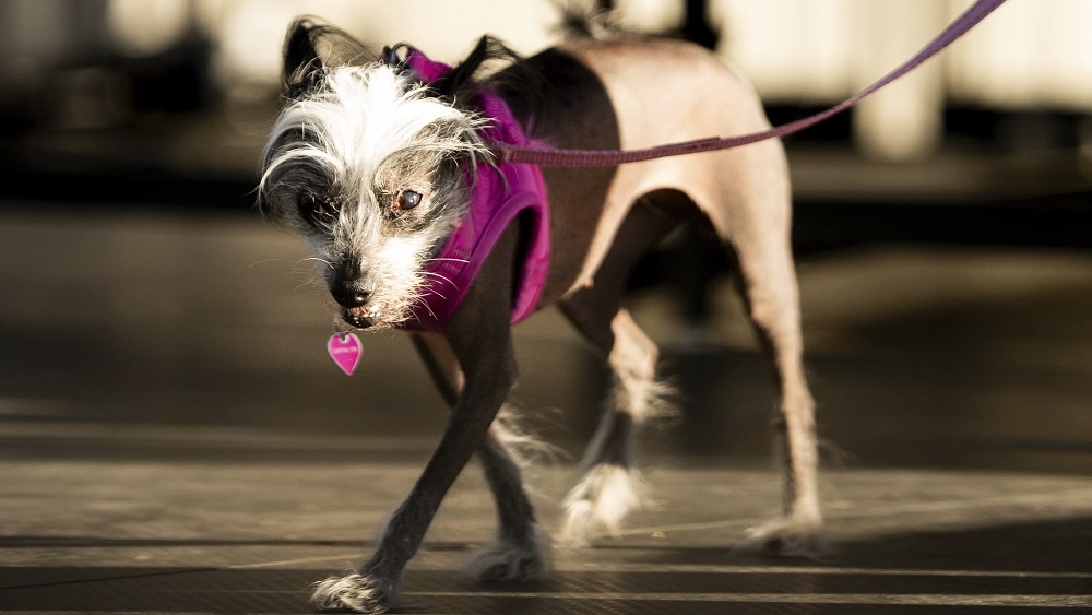     Фото: Noah Berger/Associated Press/East News