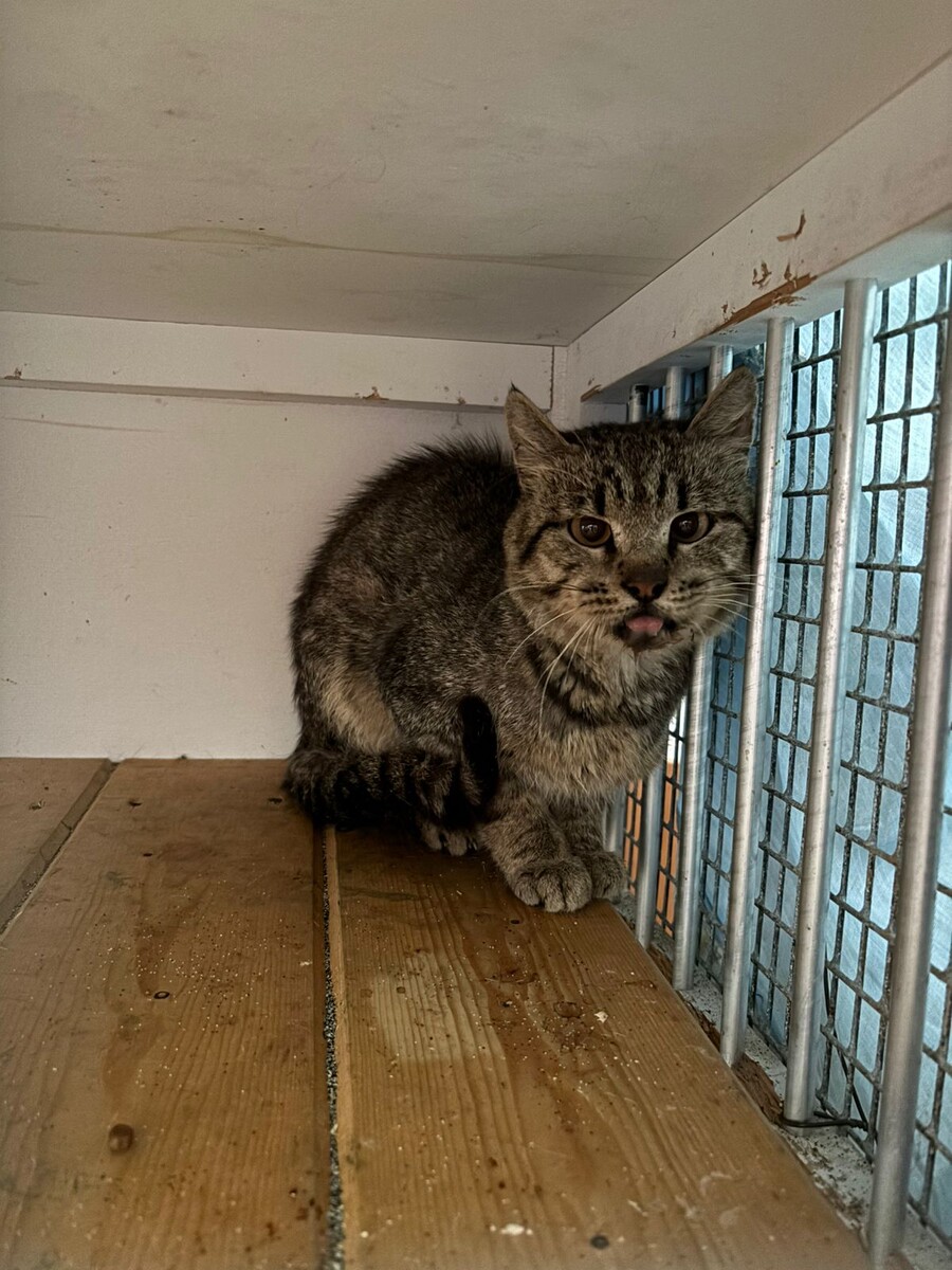 Кто-то скажет, что он страшный - знаете, а жизнь на улице никого не красит