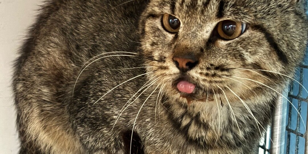 Боевой видать кот, но сейчас ему точно не до битв. Довоевался