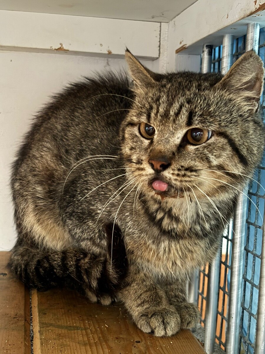 Тиграс так выглядит, потому что у него проблемы в ротовой полости