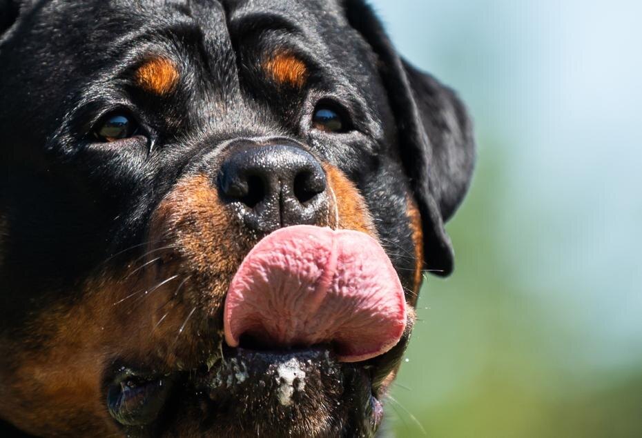    Silas Stein/dpa/Global Look Press