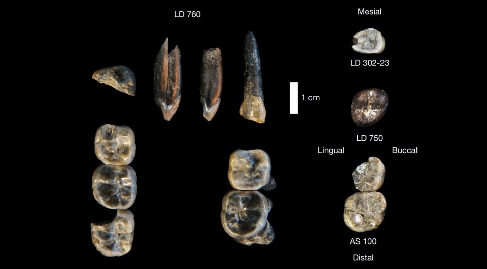   Brian Villmoare et al. / Nature, 2025