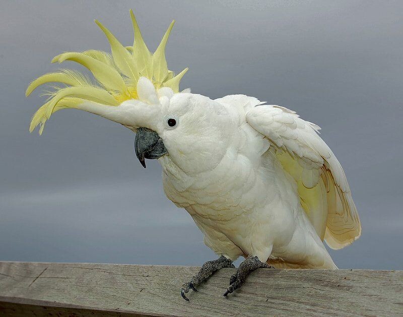 Из открытых источников.