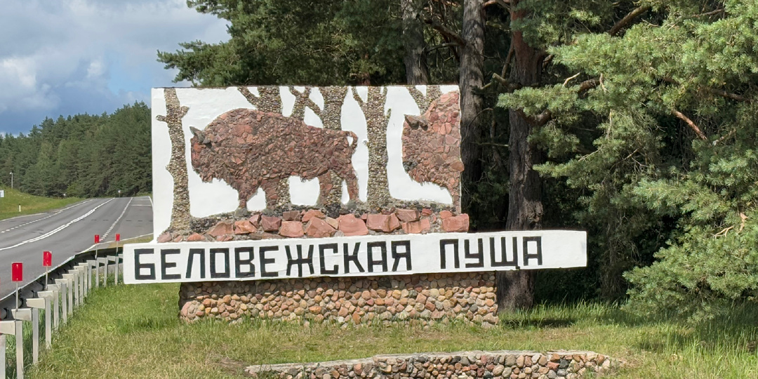 Заповедный напев, заповедная даль… Беловежская Пуща - легенда, история и сердце Беларуси