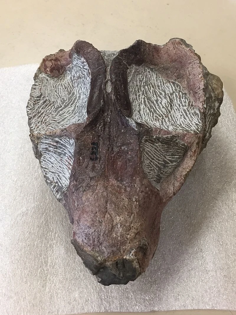 Череп дицинодонтоида - одного из позднепермских синапсид