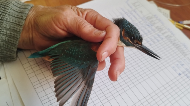 Фото: Нижне-Свирский государственный заповедник/Мария Филиппова