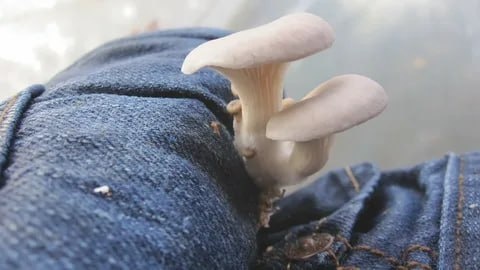 Автор: В. Панченко