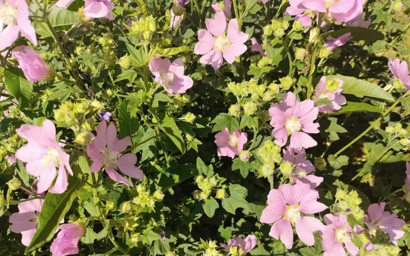    Погода в Ижевске на день: 14 августа ждем тепло до +25°С и грозы