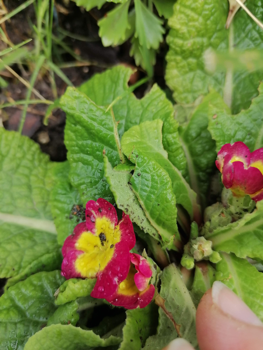 примулы в августе