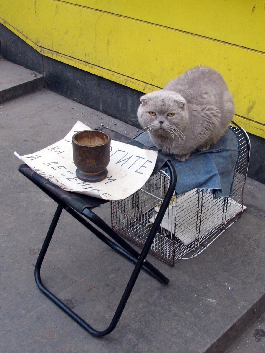 Яндекс фото 