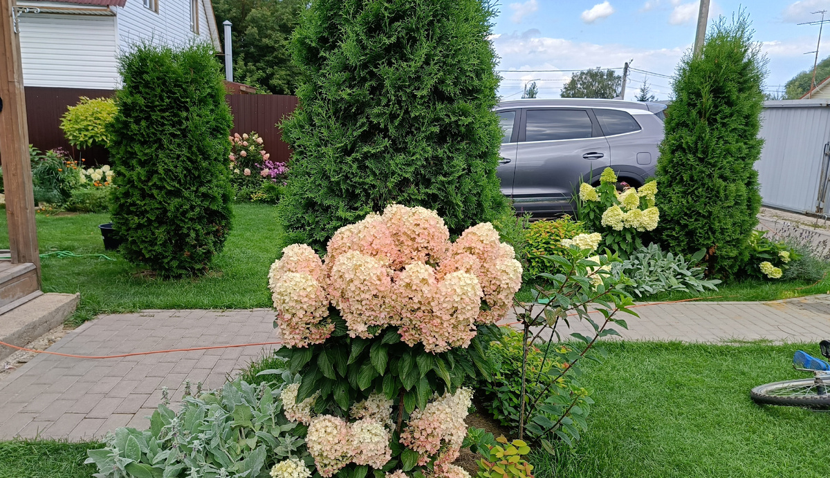 Сад автора, Гортензия на штамбе Милк энд Хани