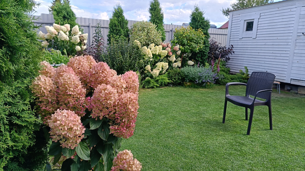 Сад автора, конец августа, гортензия Милк энд Хани