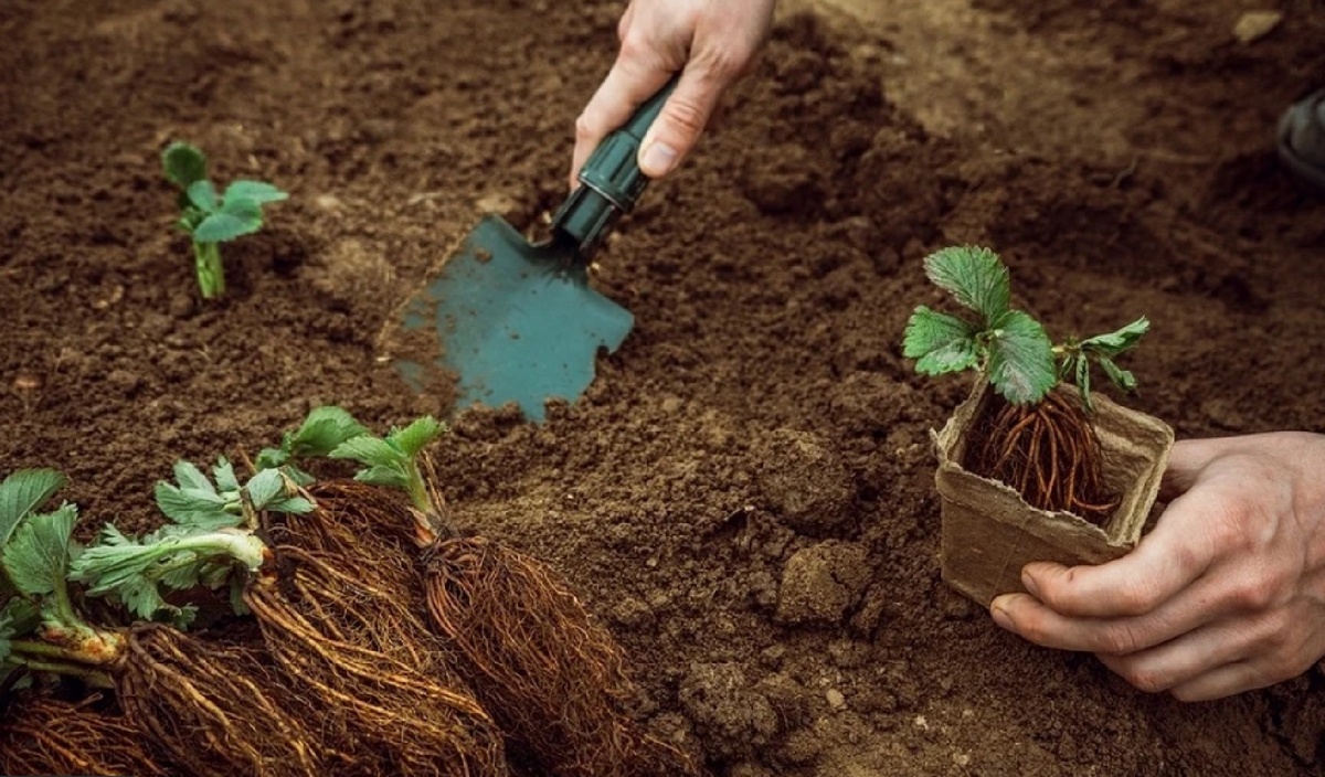 Вот что нужно клубнике при посадке: добавьте в лунку, и урожай порадует уже в следующем году!