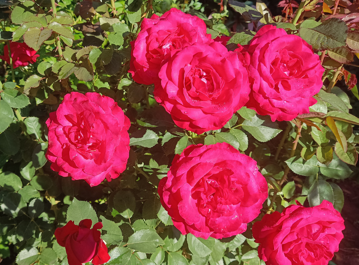 ДАМ ДЕ КЁР, 2025. Листайте галерию.