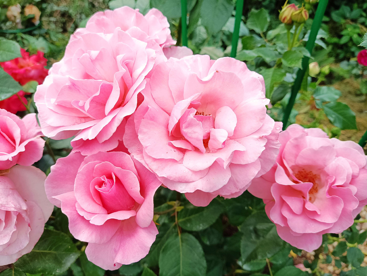 КУИН ЭЛИЗАБЕТ. Листайте галерию.