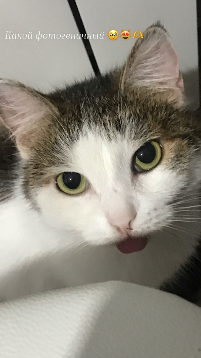 Фото автора. Кот Джордан.