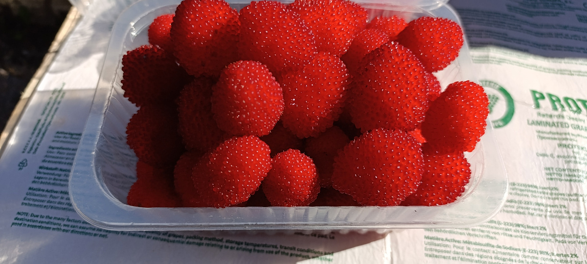 Плоды розолистной малины