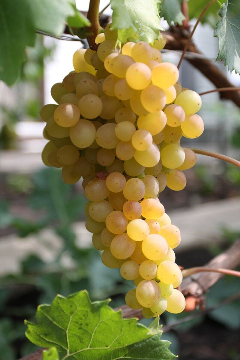 Виноград, сладкий как сахар