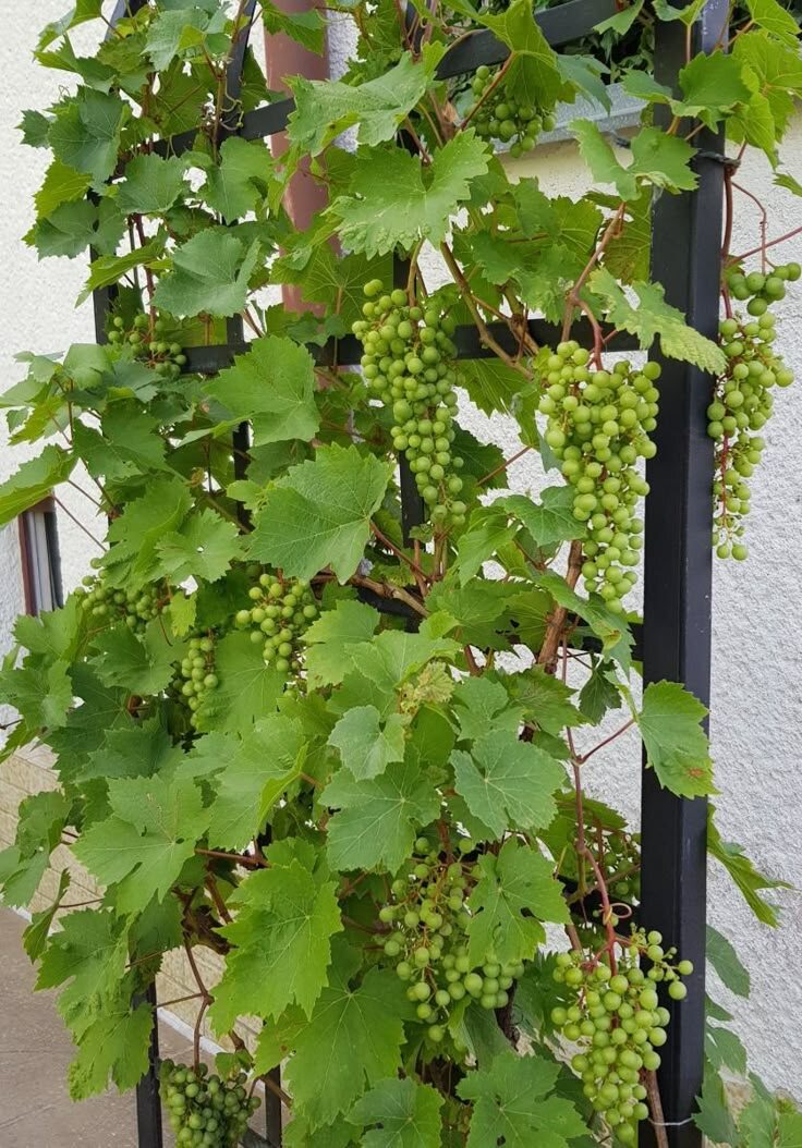 убираю листья, которые затеняют гроздь