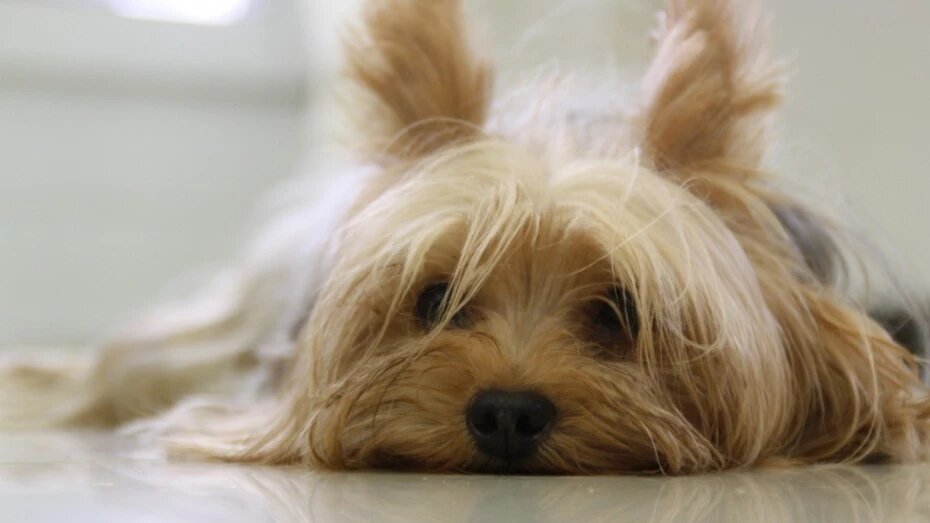    Автор фото: pxhere.com