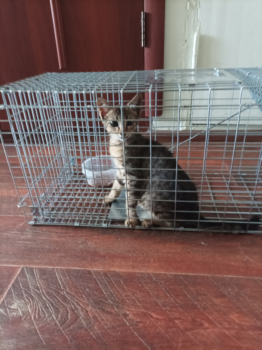 Дикие котята: как я их ловила и первые дни дома 