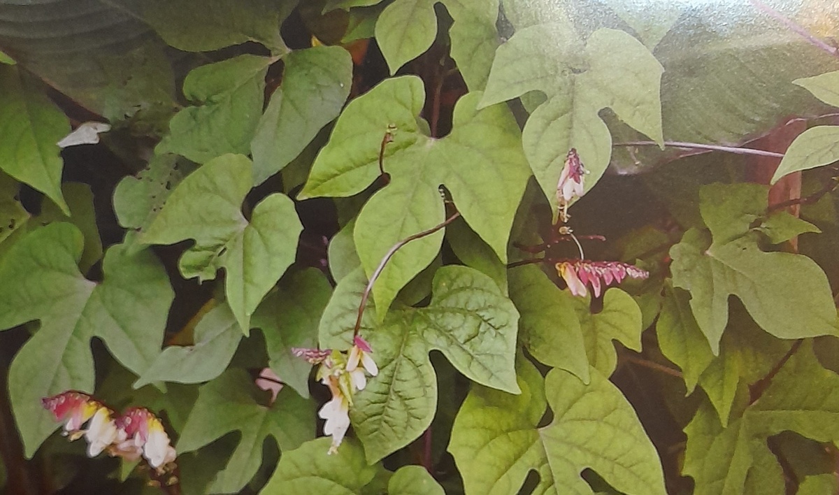 Фото автора канала