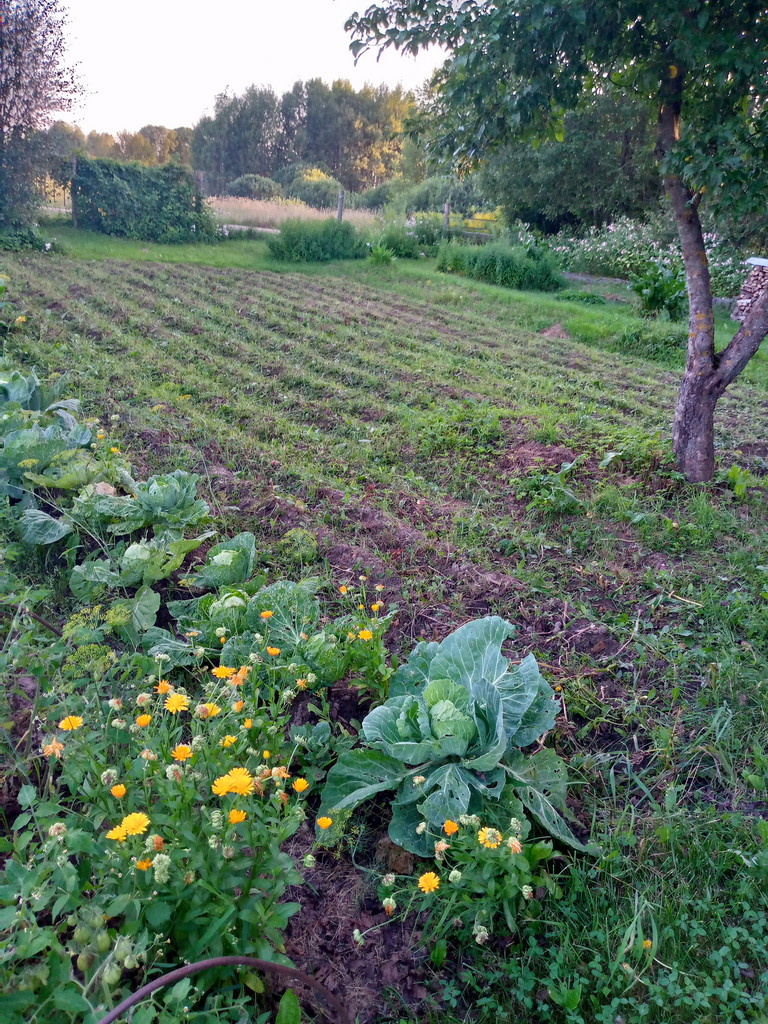 Уже скосили, приготовились копать картошку. Сейчас уже почти всё выкопано.