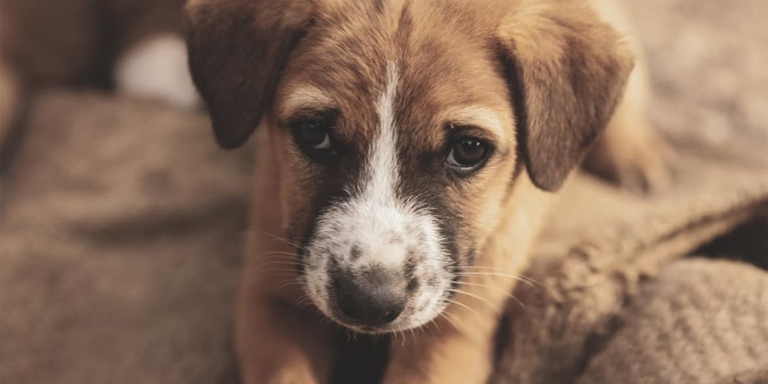 В Звенигороде состоится выставка-пристройство питомцев