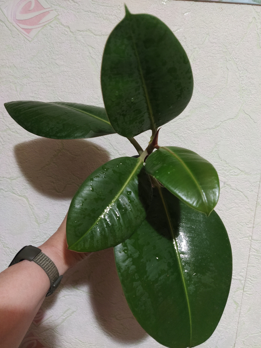 Брат того фикуса.