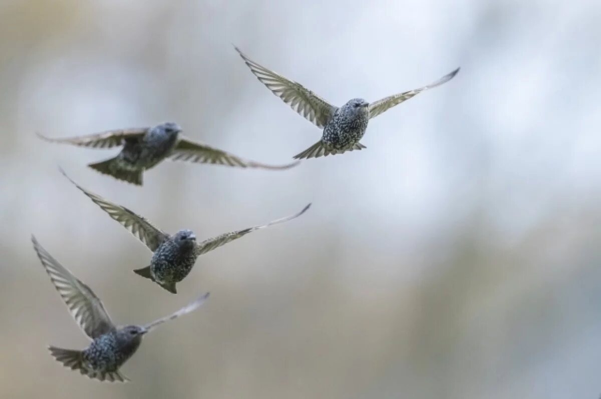    В отличие от хищных птиц, скворцы мигрируют не поодиночке, а большими группами.