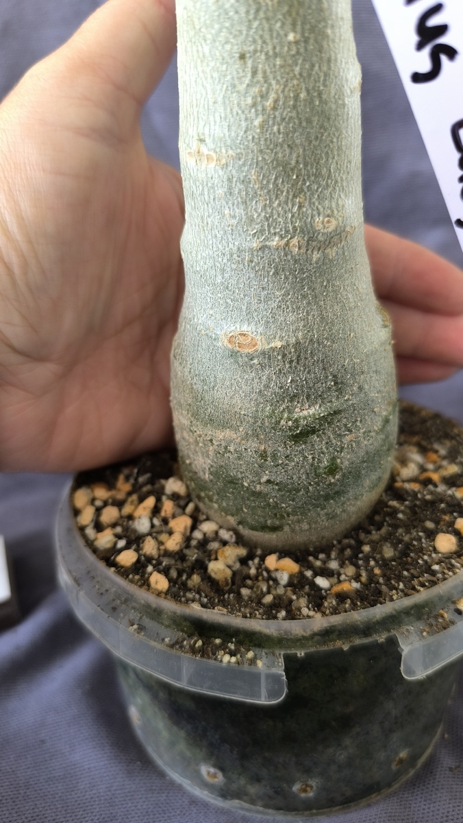 Эта уехала точно в какой же упаковке.