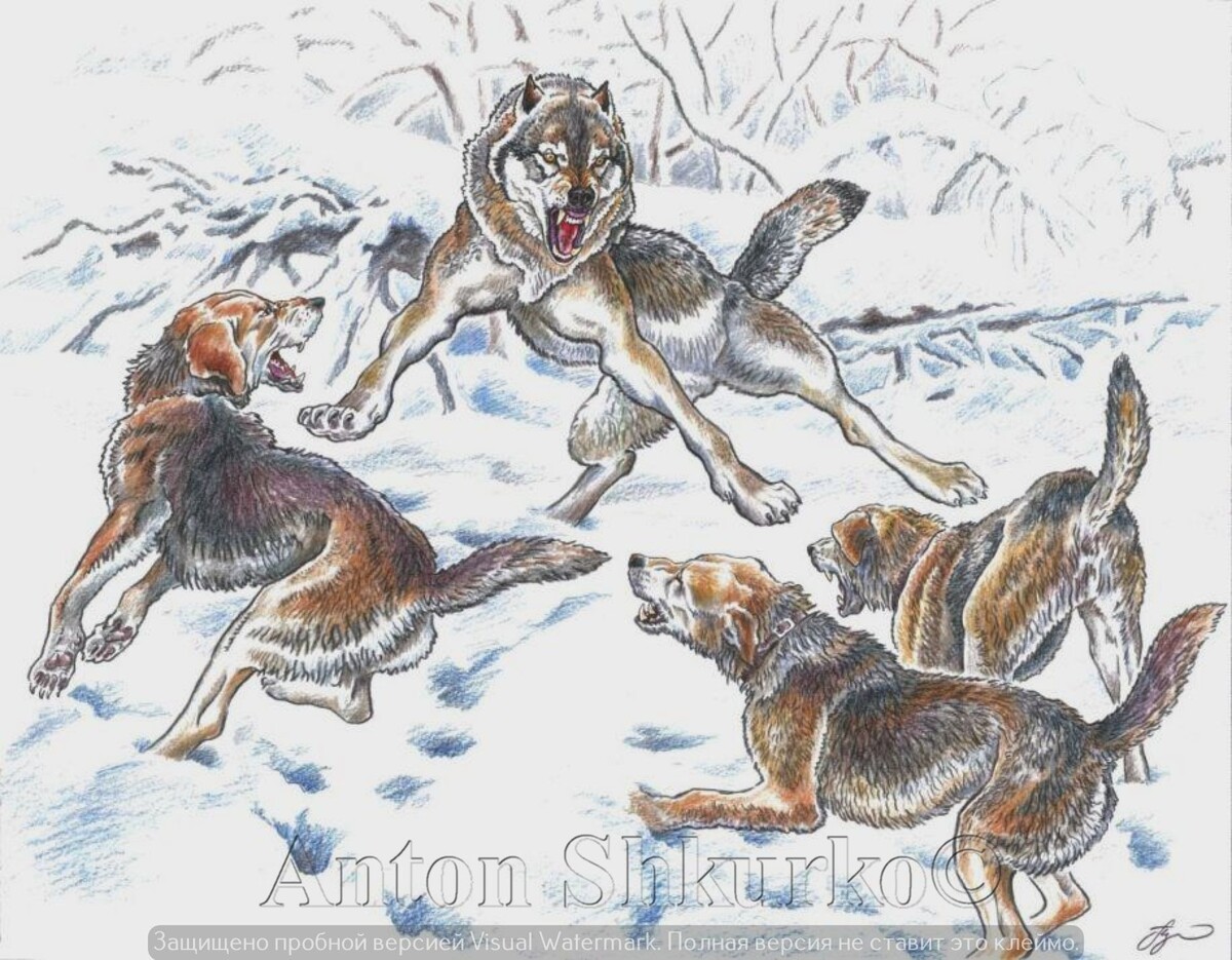 «Волчара». Цветной карандаш, бумага. Размер оригинала 300х400.  
