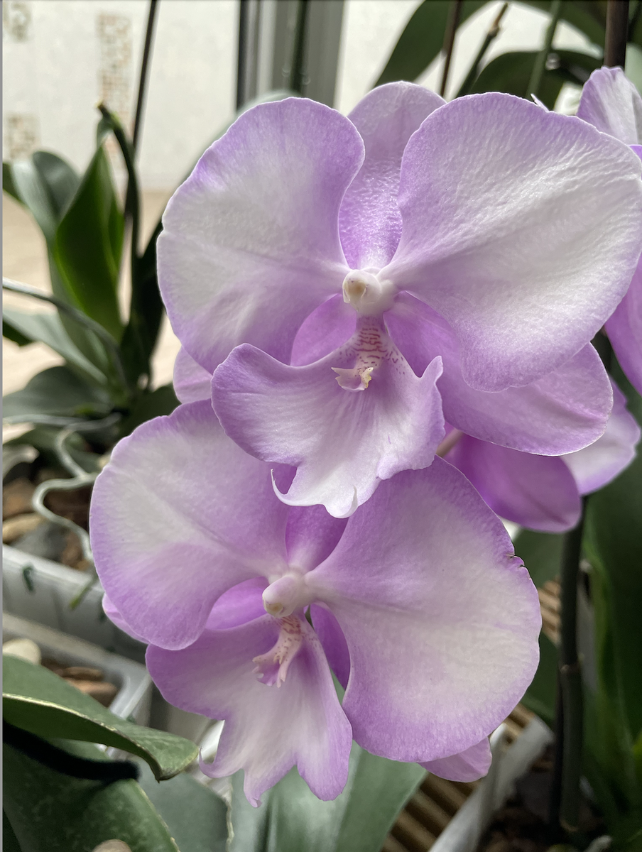 Орхидея фаленопсис Биг Лип Принцесса Сакура / Phalenopsis Princess Sakura Big Lip. Орхидеи С Еленой Кузнецовой