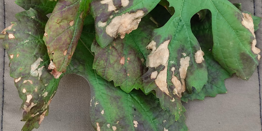 АЛЬТЕРНАРИОЗ винограда. Чем можно лечить?