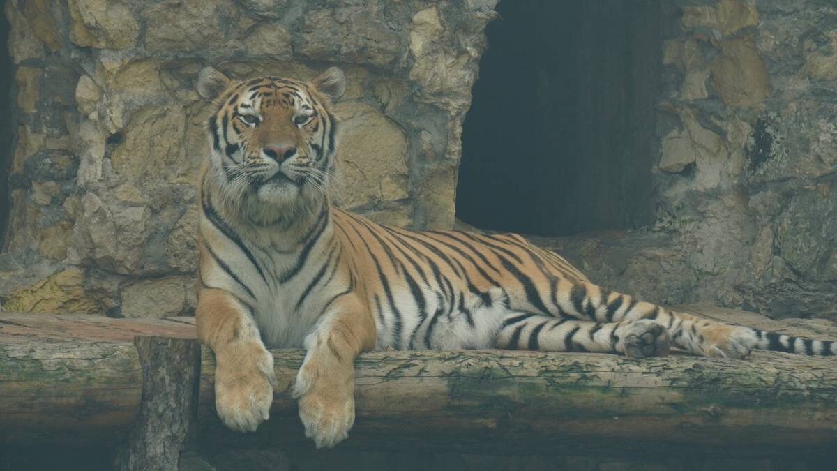    Амурский тигр в Московском зоопарке / Фото: Анатолий Цымбалюк / Вечерняя Москва