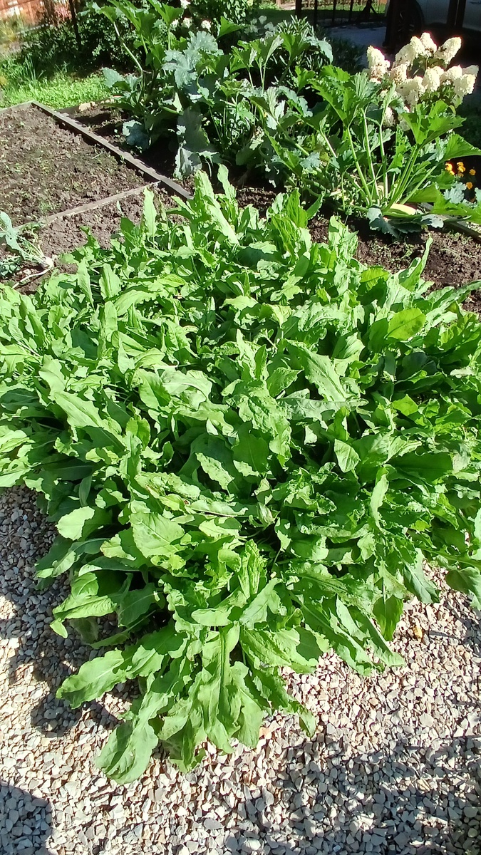 Щавель-гигант