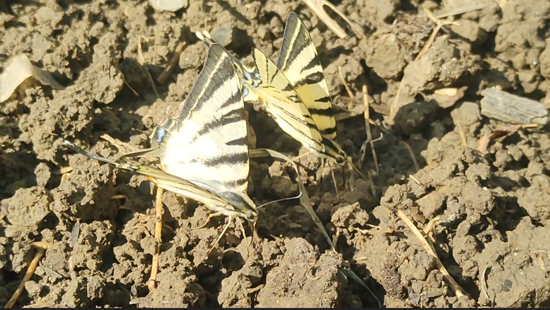 Бабочки в саду, вижу впервые. Бабочки Подалирий, выдал мне интернет. У нас вижу их впервые