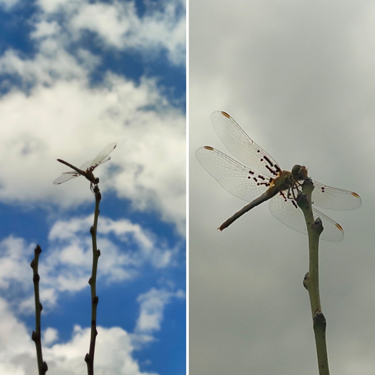 Стрекоза на ветке сливы! Я на поливе, у нас облачно! Кайф!