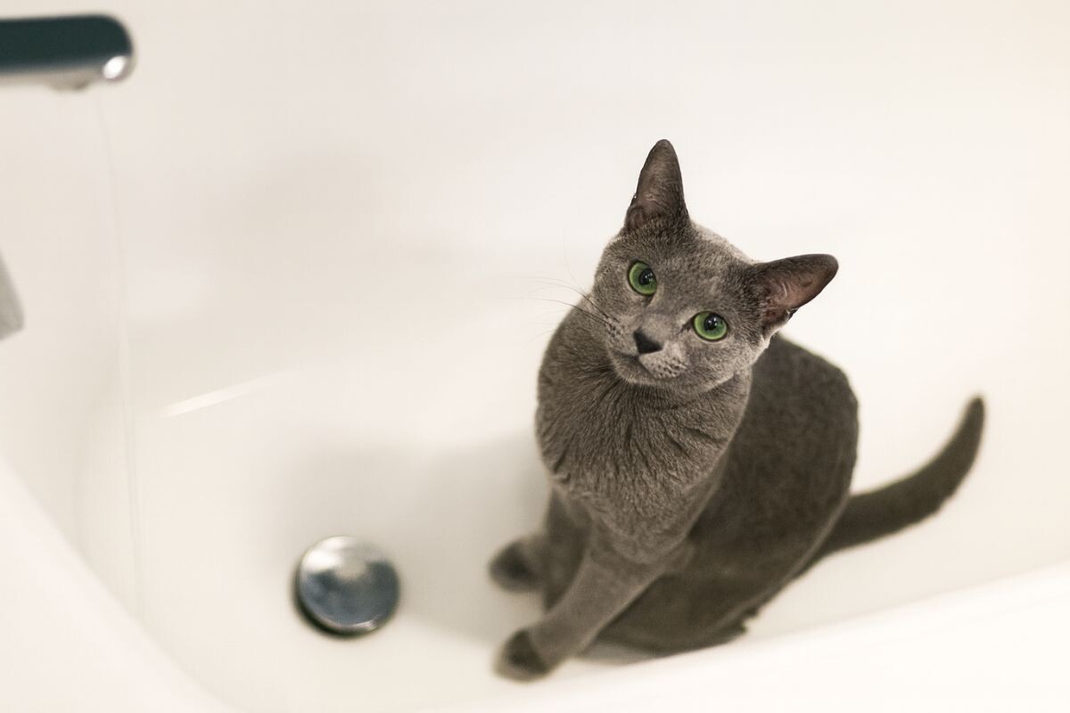 Кот сидит в ванне 