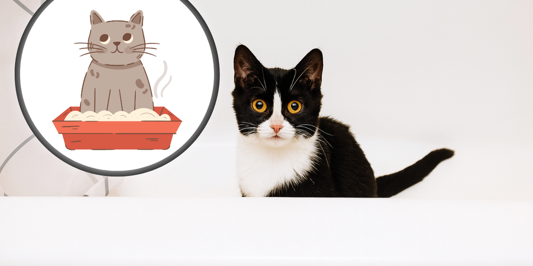 7 причин, почему ваша кошка писает в лоток, а какает в ванну — и что с этим делать