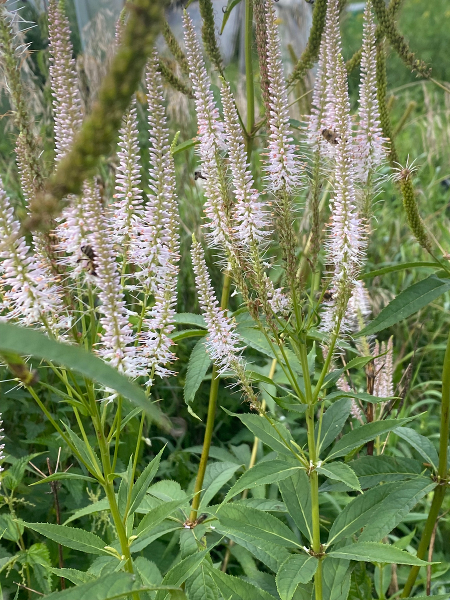 Вероникаструм, фото автора