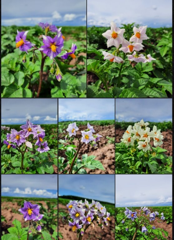 Красота цветов картофеля. Фото Альбина Гизатуллина