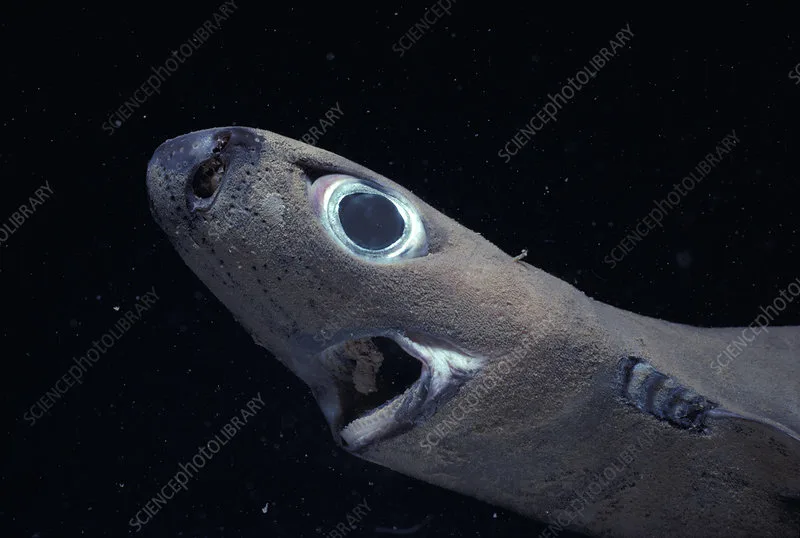 Зов о помощи