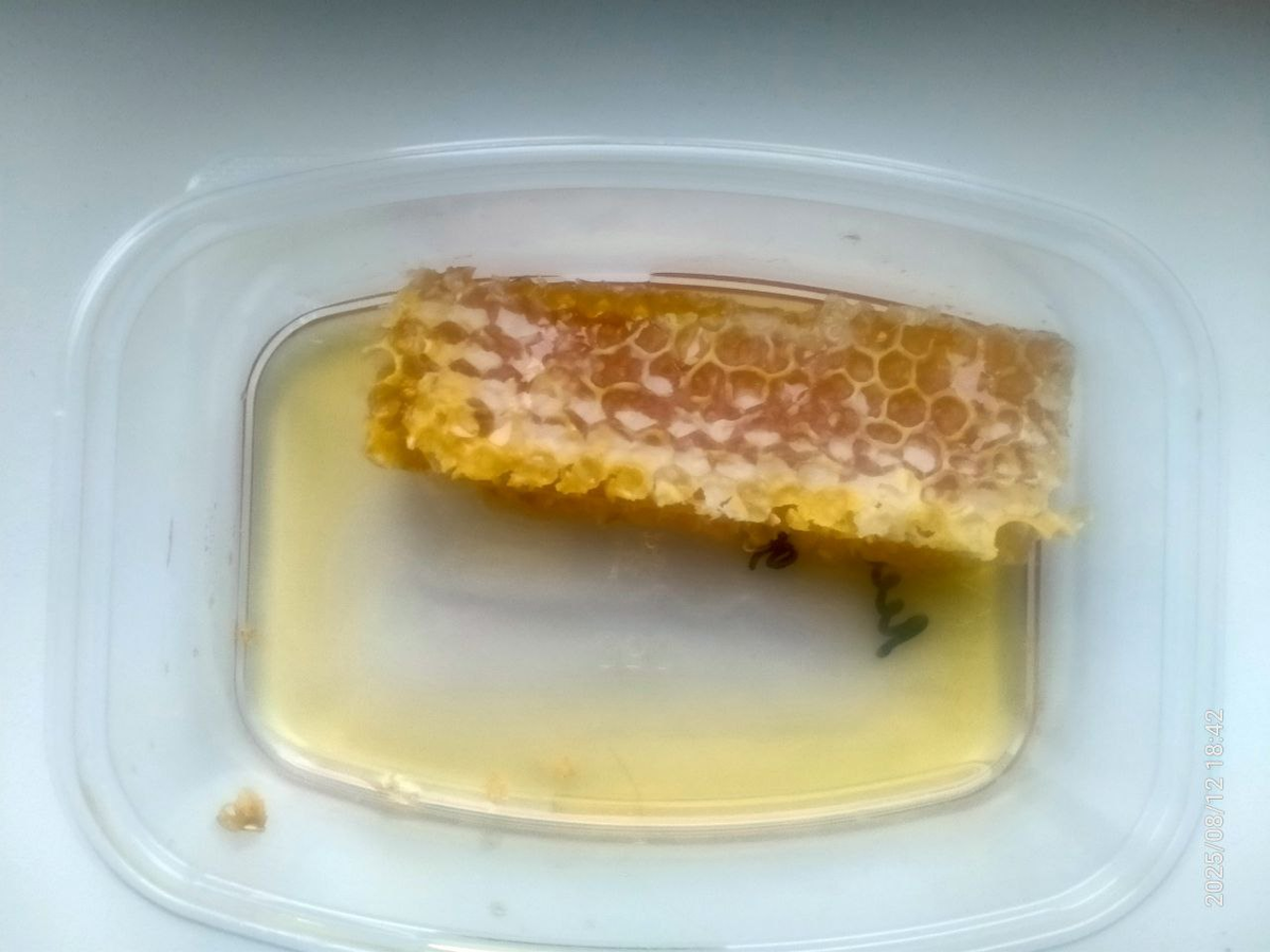 Медовая сота. Фотография автора