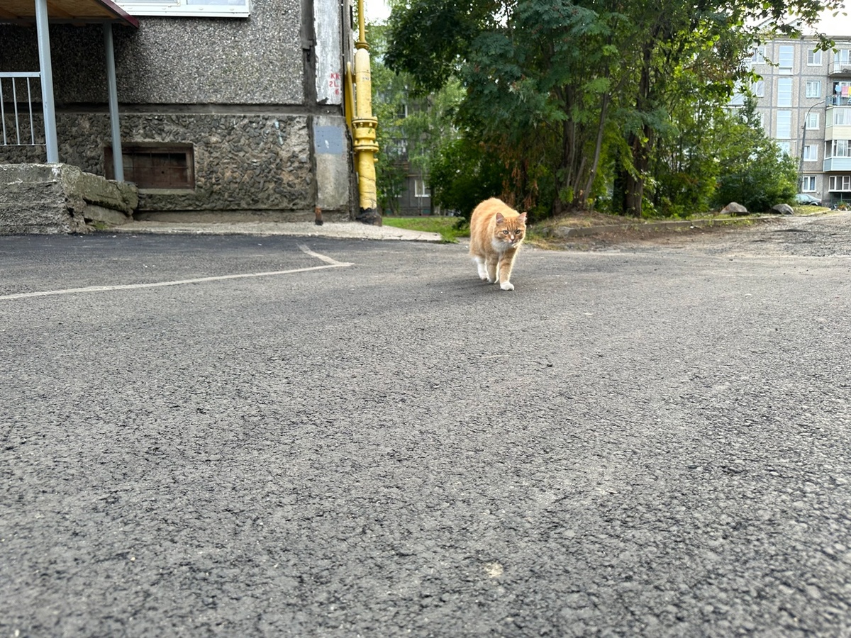    Фото: Администрация Петрозаводска